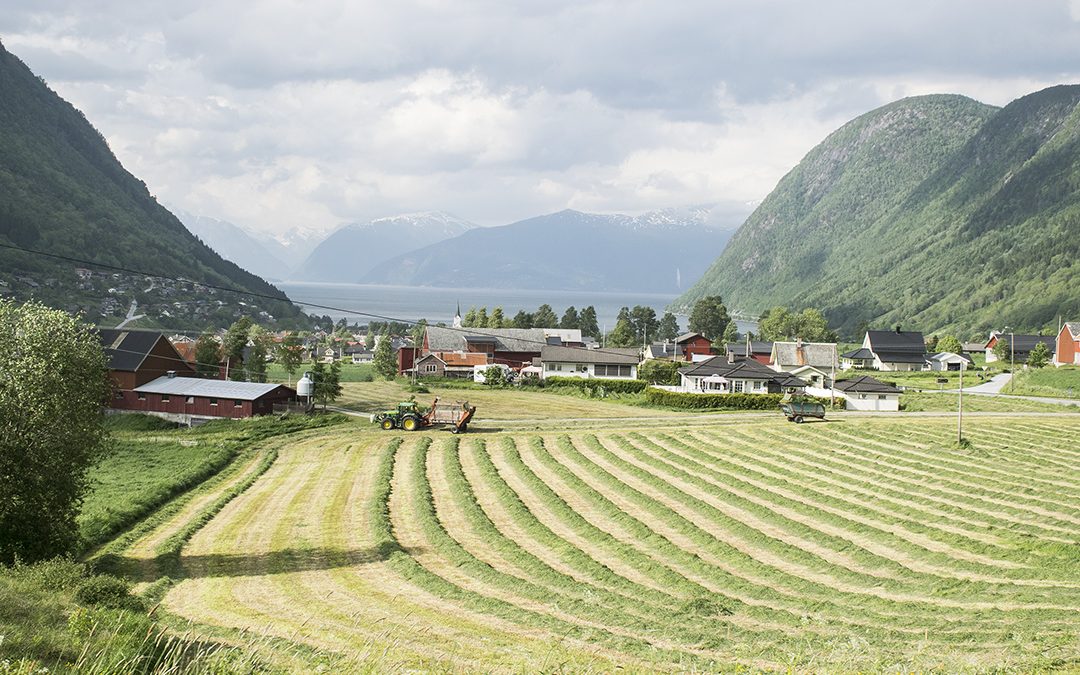 Store variasjonar i grovfôrkostnad