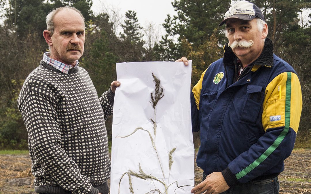 Kampen mot hønsehirsen er i gang