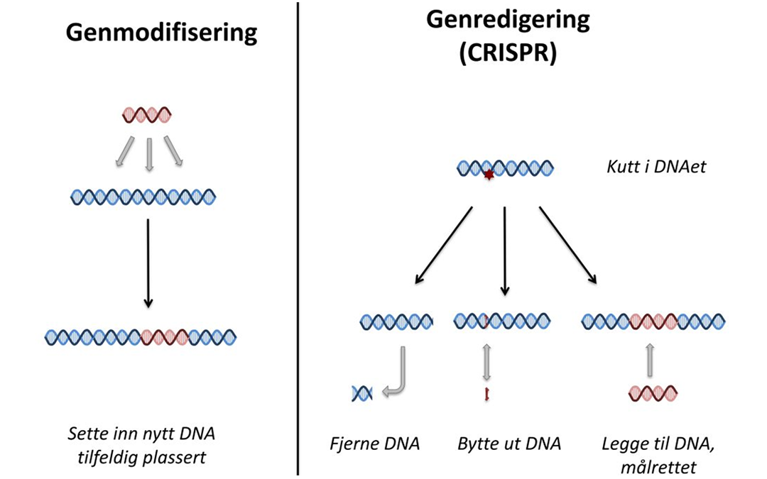 CRISPR – en genteknologisk revolusjon