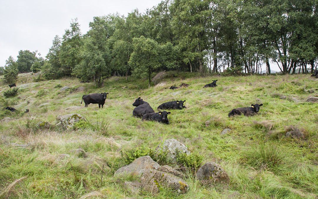 Etablerer biffringer på Sørlandet