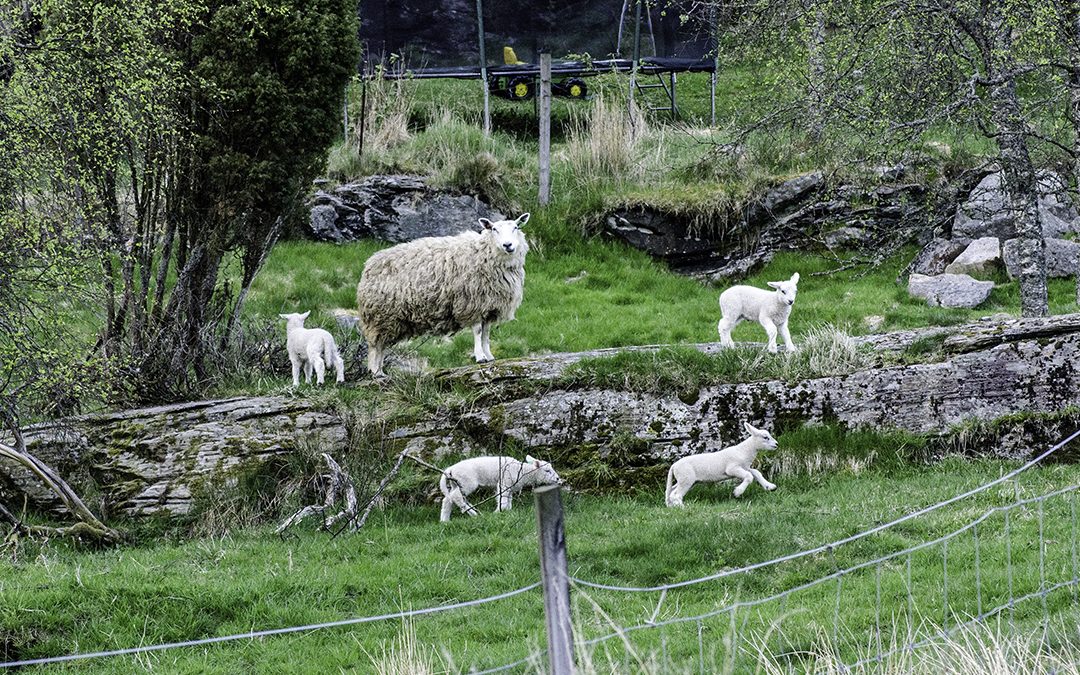 Fagkurs for kvinner