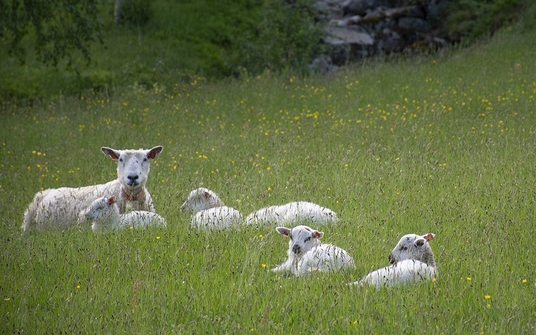 Sauen, hyllet og utskjelt