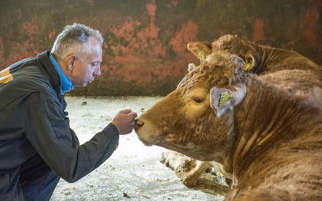 Atferd og sikkerhet i storfeproduksjonen