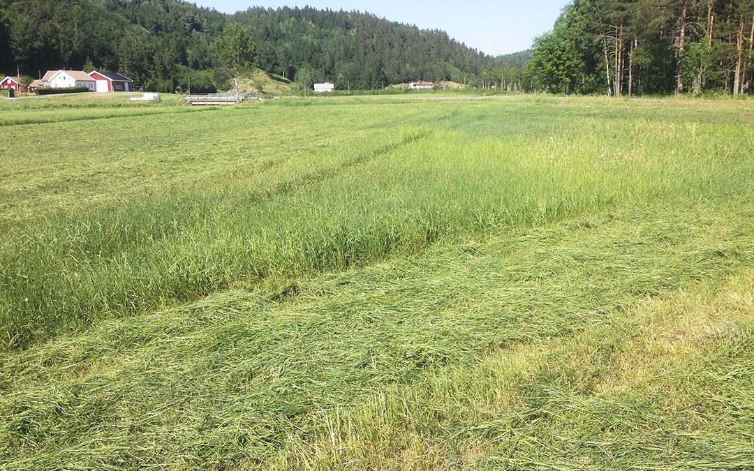 Tørke på Sørlandet – hva gjør du?