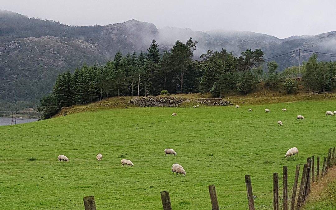 Gjødsling før haustbeiting kan gjere meir vondt enn godt