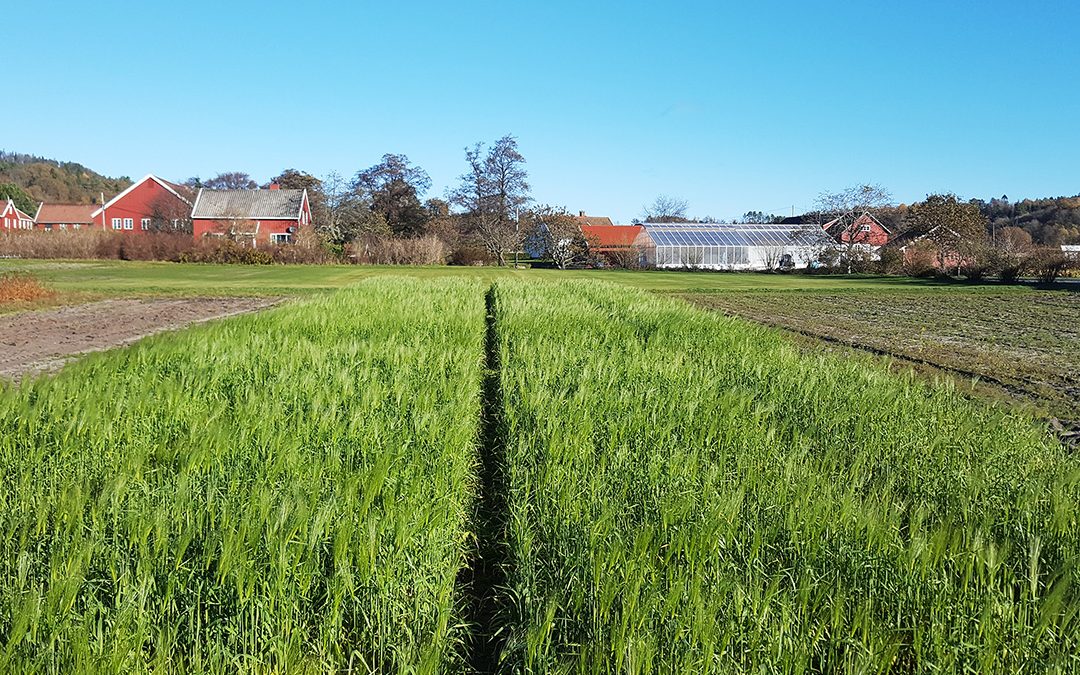 Grønnfôravling på tampen av sesongen