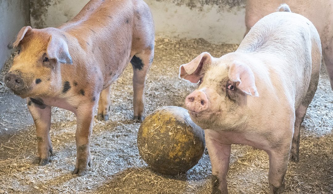 Slaktegris: De viktige veterinærene