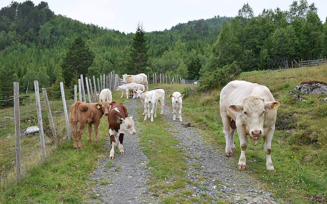 Eier må ha full kontroll på uteoksene