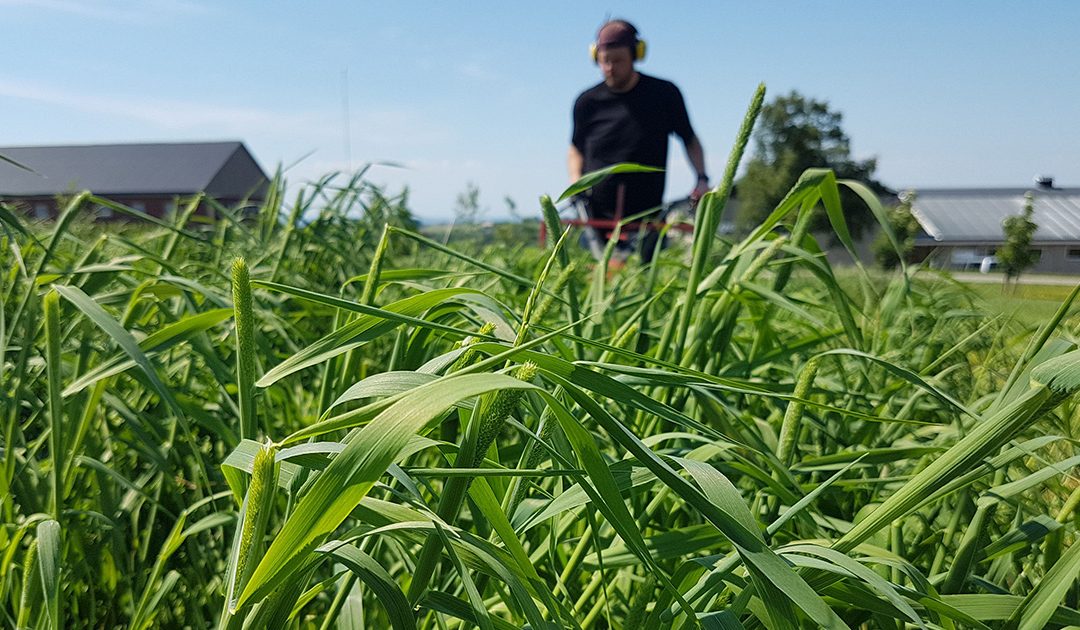 Flere høstinger = økt melkeproduksjon?