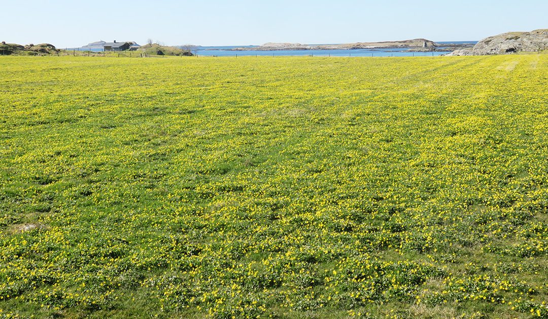 Vårkål – auka utbreiing på Vestlandet?