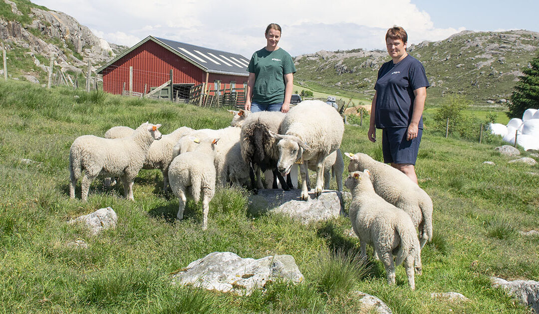 Skjemt og fagleg alvor på tvers av hekken