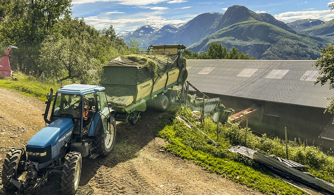 Haustar grovfôret nesten 1000 moh.