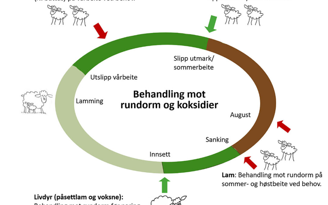 Nye anbefalinger for håndtering av parasitter hos sau