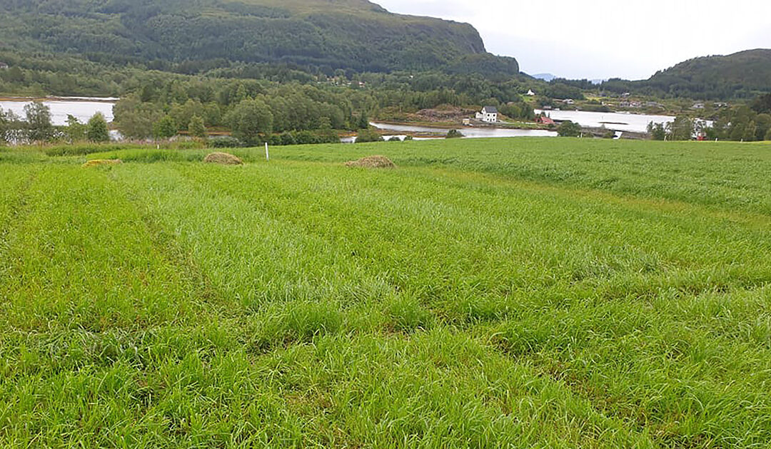 Overvintring av toårig raigras gav god avling