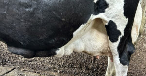 Stormelker: Her ser vi tydelig hvordan melkeåren har vokst ut på denne eldre kua, som har produsert 150 tonn melk.