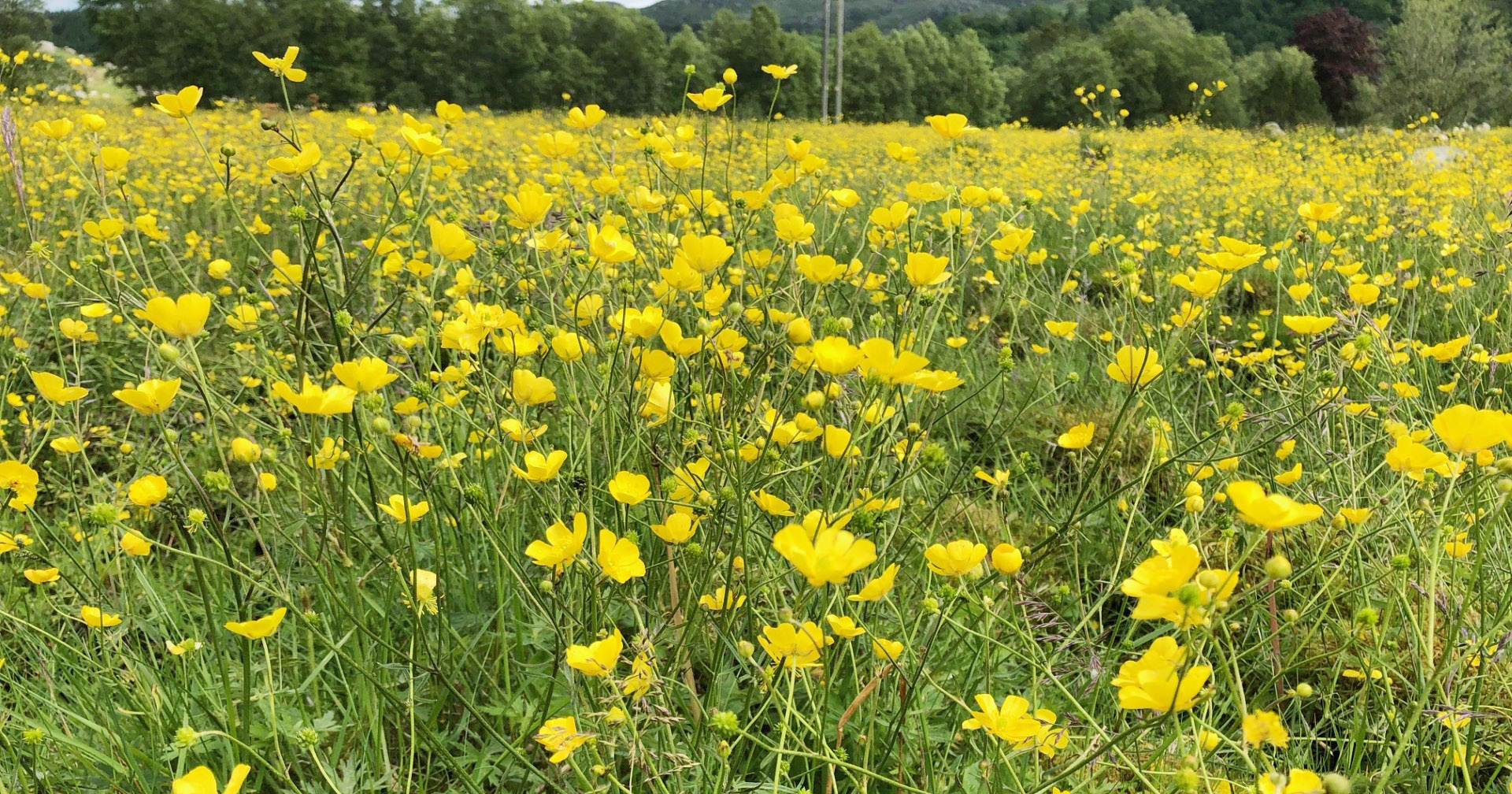 Ugras: Engsoleie-eng i beite. I dette beitet må beitegraset melda pass. Sprøyting (helst om våren) er beste rådgjerda. Foto: Ragnvald Gramstad.