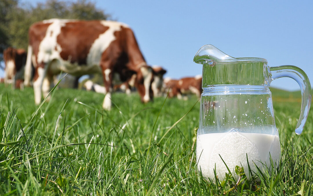 Utnytt avlingspotensialet på beite til å produsere mer mjølk