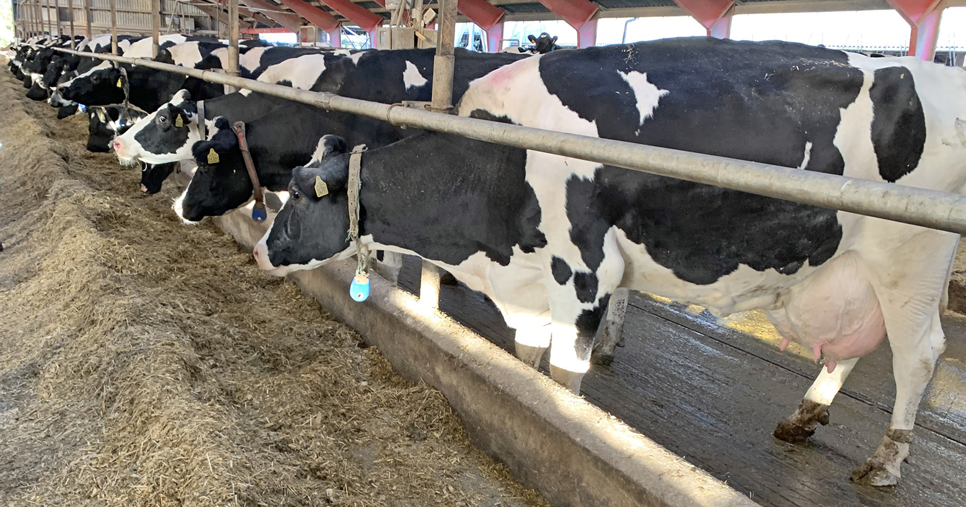 Rett i gapet: Fôret skal skyvest inntil fem ganger i døgnet, så kyrne kan nå det uten vanskeligheter. Foto: Lean Farming®