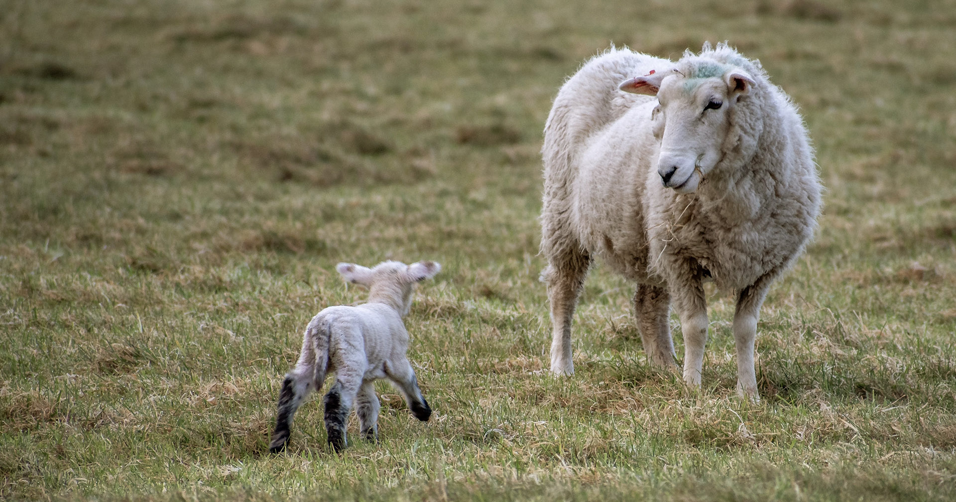 Akseptert? Det kan ta lengre tid, men de fleste adoptivmødre godtar den nye ungen etter fem dager. Foto: Istock / Jamie Fraser