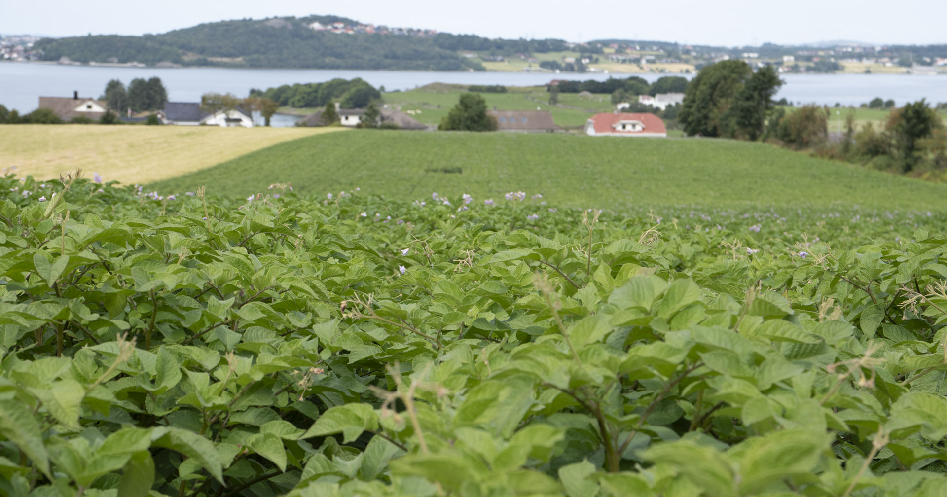 Resistens: Potetåker på Røyneberg i Sola tidlegare i sommar. Resistens mot tørråte har ført til at bøndene har gjort endringar i bruken av plantevernmiddel denne sesongen.