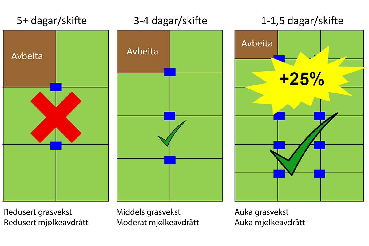 Strategien avgjer: Nytt skifte kvar dag og kvile mellom kvar avbeiting er viktig for eit høgt og stabilt utbytte på beitet. Irske forsøk har vist at med ein slik strategi kan du auke avlinga med 25 prosent. Figur: Hans Lund/Kvægkongressen 2024.