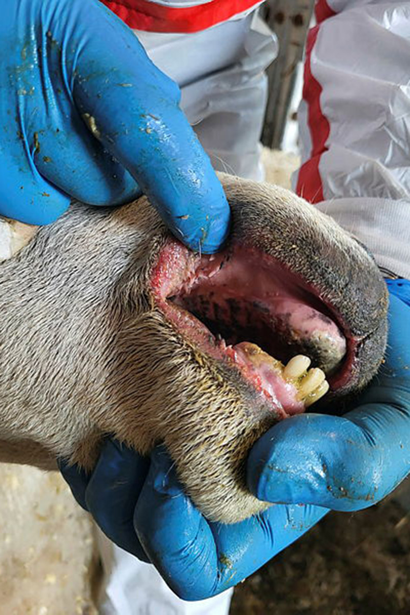 Sau med symptomer på blåtunge i munnen. Bildene viser sau fra en bondegård i Kristiansand og er tatt 11. september 2024. Foto: Marie Myklatun Krosness