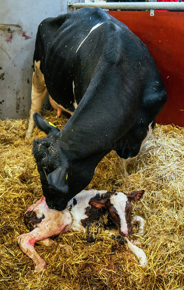 Vertikal smitte: Vertikal smitte (mor til foster) og smitte via sæd er mulig. Illustrasjonsfoto: Animalia / Jonas Ruud