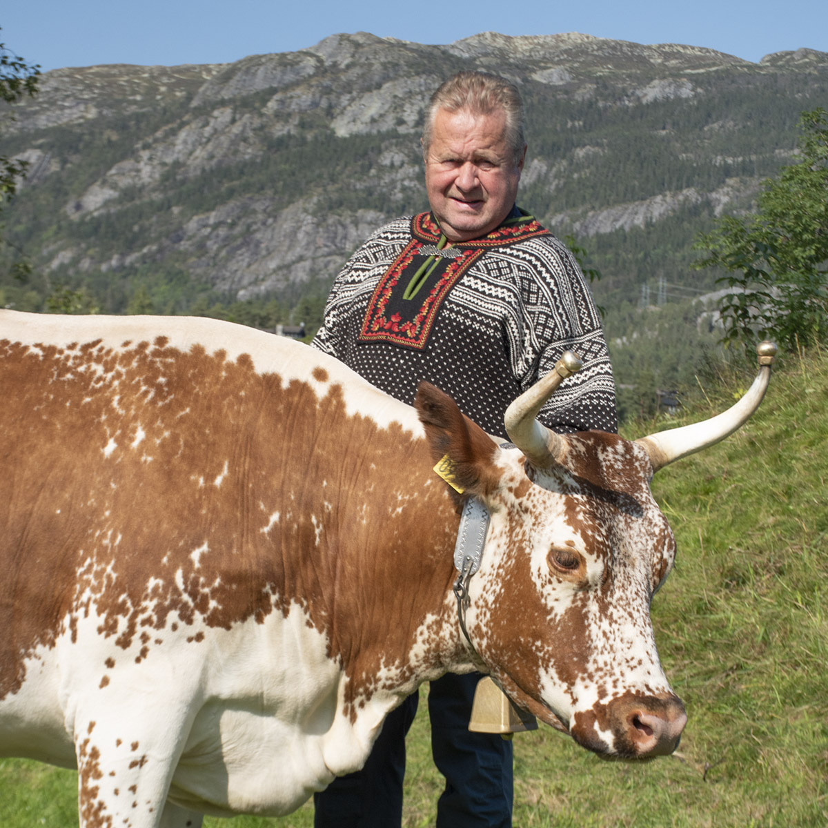 Først ut: Telemarksfeet var den første rasen som fekk sin rasestandard og vart anerkjent som eigen rase. Her er Gunnar Haugo, mjølke­bonde frå Rauland, med 2. kalvskua Hanslin. – Ei særs fin ku. Ho har godt lynne og eit jur i toppsjiktet. Ei 1. premieku, slår han fast. Haugo mjølker både geit og kyr. Foto: Liv Kristin Sola