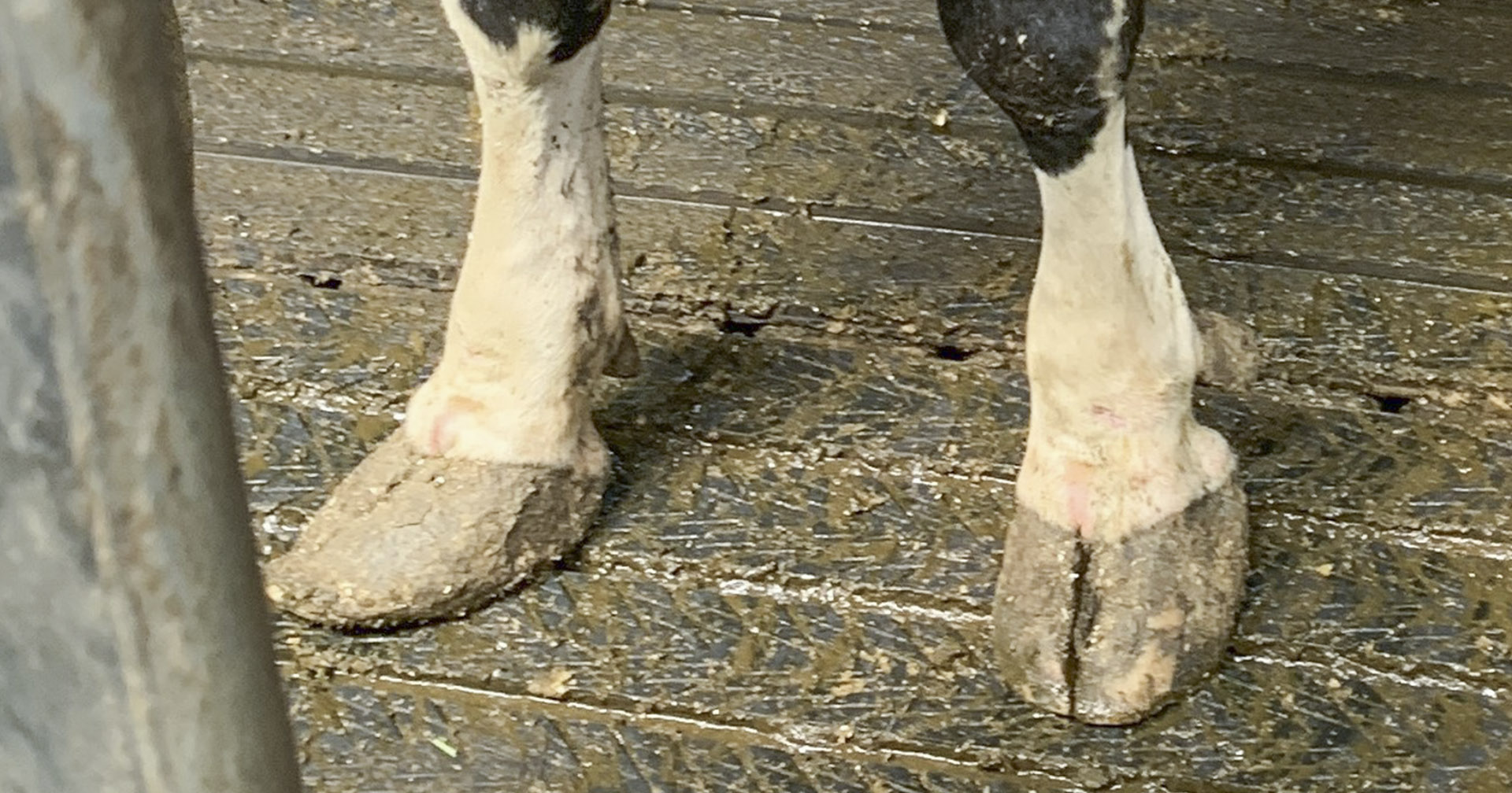 Kleine klauver: Denne kua har ikke gode betingelser for å prestere. Hun skulle vært klauvskåret. Foto: Lean Farming®