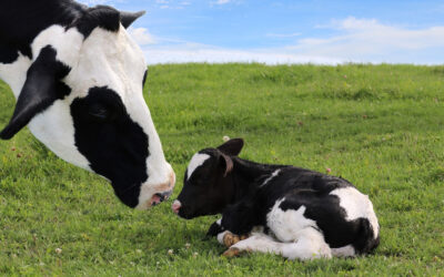 Holstein: Sammenheng mellom holdtap og fruktbarhet