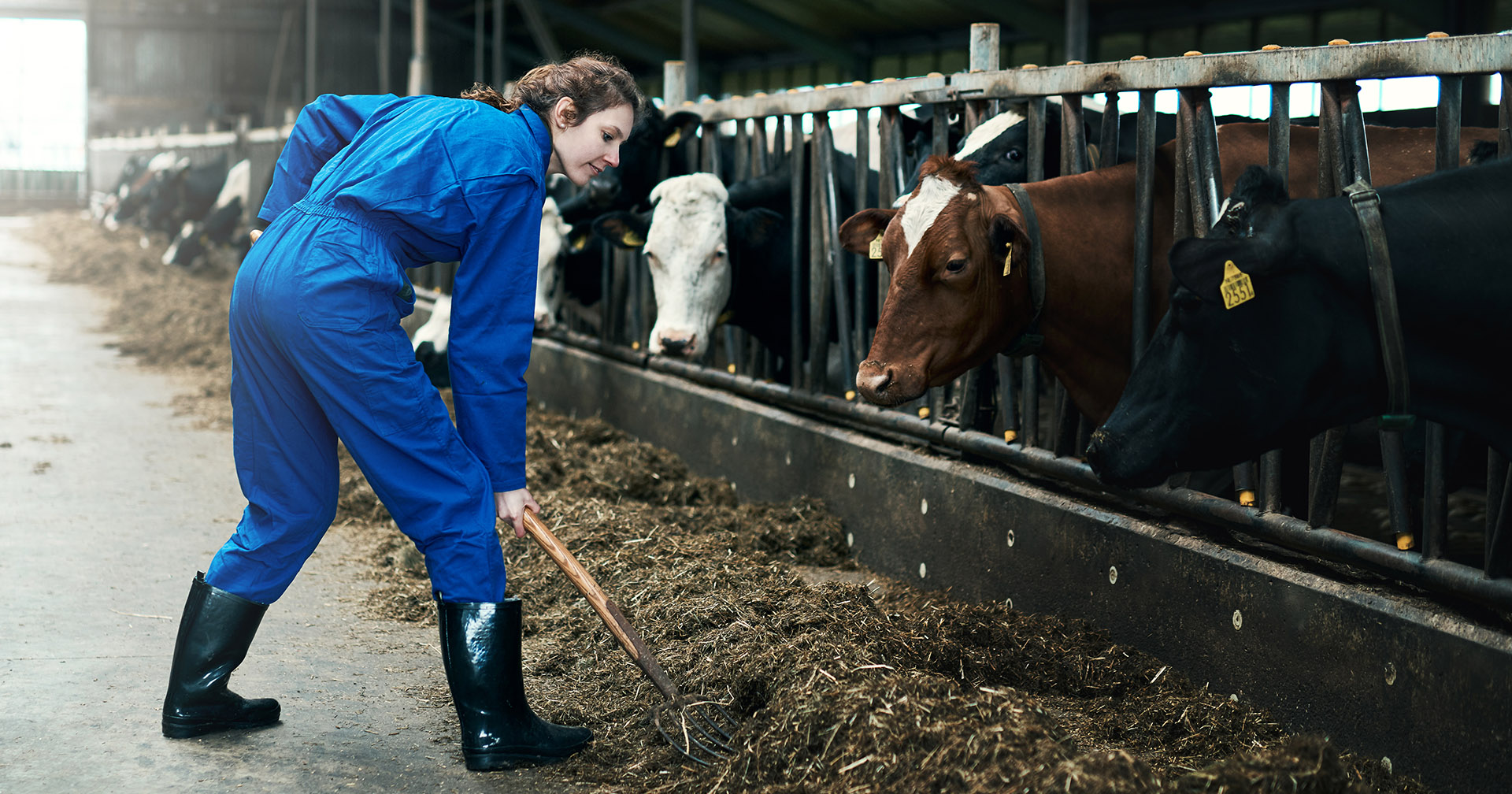 Noko å tygge på: Fôring kan knappast overvurderast som ein faktor å ha stålkontroll på i mjølkeproduksjonen. Foto: Istock / Jay Yuno