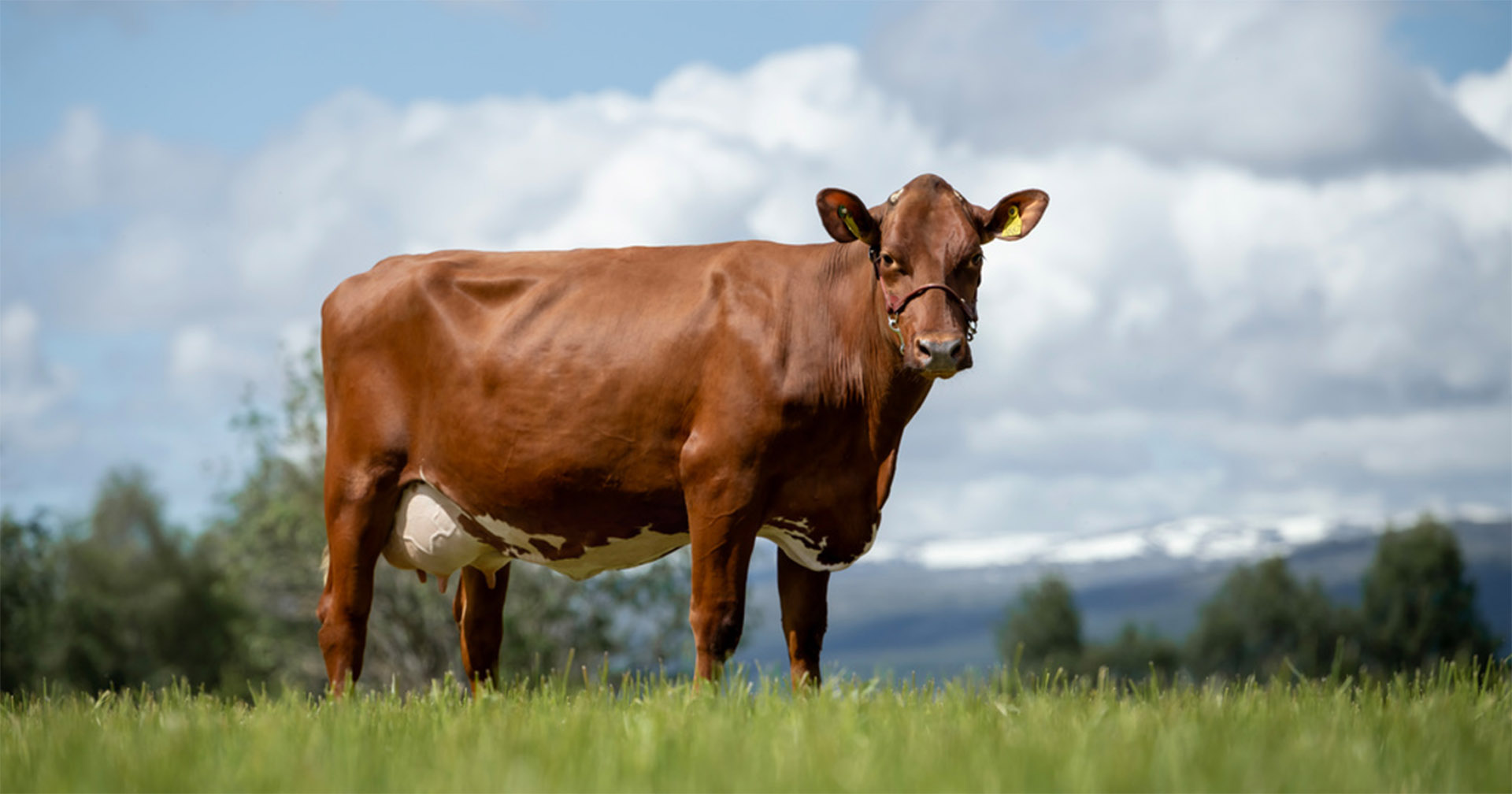 Ut i verda: Geno satsar globalt med NRF-genetikken. Trass utfordringar med proteksjonisme og globale avlsselskap som blir stadig blir større og mektigare, meiner direktøren i Geno, Kristin Malonæs, at NRF har noko viktig å tilføre den globale holsteingenetikken, Foto: Geno/Els Korsten.