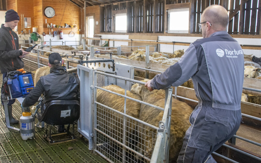 Fôring før klipp og lysing