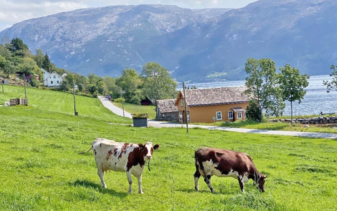 Melkekyrne kvitterer på beite avrug og raigras på fulldyrket jord